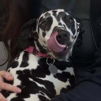 Sprinkles 22539 -  Dalmatian Dog for Adoption in Cumming, Georgia - Sprinkles 22539 | PetCurious