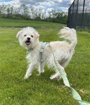 Poodle and Schnauzer Dogs Available for Adoption in Geneva, Illinois - SPARKY | PetCurious