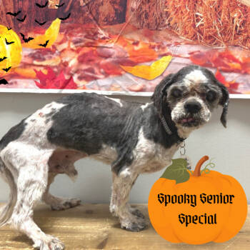 Rescue Shih Tzu Dogs for Adoption in Normal, Illinois - Abe | PetCurious