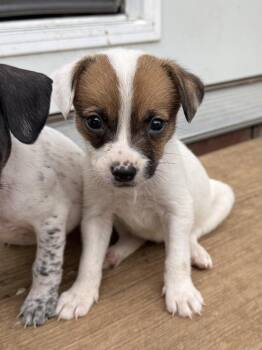 Dachshund and Chihuahua Dogs Available for Adoption - Hoot | PetCurious