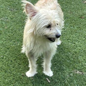 Snickers -  Cairn Terrier and Chihuahua Dog for Adoption in Sarasota, Florida - Snickers | PetCurious