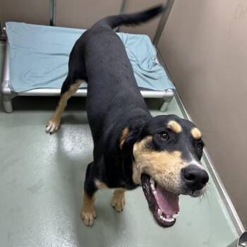 Tripp -  Hound and Mixed Breed Dog Available for Adoption in Lyndhurst, Virginia - Tripp | PetCurious