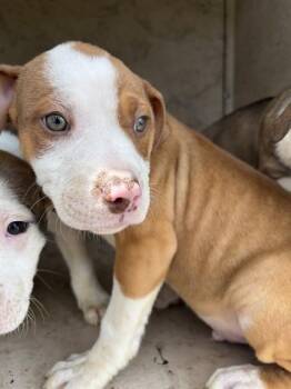 Pit Bull Terrier and Mixed Breed Dogs Available for Adoption in Oklahoma City, Oklahoma - A472315 | PetCurious