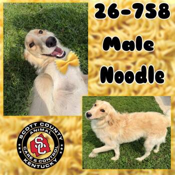 Noodle -  Collie and Retriever Dog for Adoption in Georgetown, Kentucky - Noodle | PetCurious