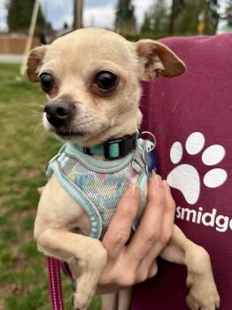 Rogue -  Chihuahua Dog for Adoption in Covington, Washington - Rogue | PetCurious