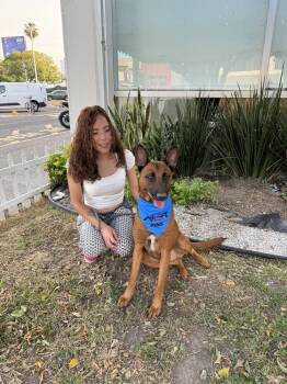 Rescue Belgian Shepherd Malinois Dogs for Adoption in Gig Harbor, Washington - Magno | PetCurious
