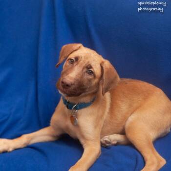 Eliza -  Mixed Breed Dog for Adoption in Ridgefield, Connecticut - Eliza | PetCurious