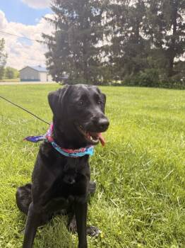 Luna -  Labrador Retriever Dog for Adoption in Upper Sandusky, Ohio - Luna | PetCurious