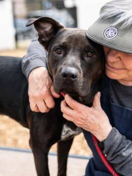 Mixed Breed Dogs Available for Adoption in Chamblee, Georgia - Patrick- IN FOSTER | PetCurious