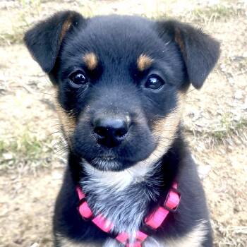 Rottweiler and Australian Cattle Dog Blue Heeler Dogs Available for Adoption in Andover, Massachusetts - Jasmine | PetCurious