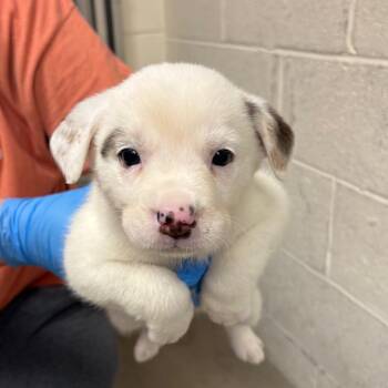 Mixed Breed Dogs Available for Adoption in East Hanover, New Jersey - Snow White | PetCurious