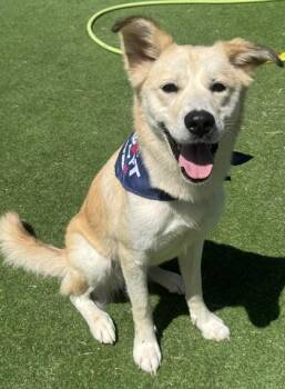 Donut -  Mixed Breed Dog for Adoption in Farmers Branch, Texas - Donut | PetCurious