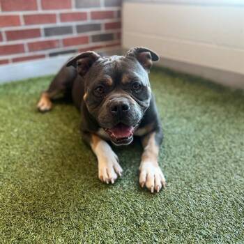 BOULDER -  Pit Bull Terrier Dog for Adoption in Edmond, Oklahoma - BOULDER | PetCurious