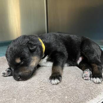 Goober -  Cattle Dog and German Shepherd Dog Dog for Adoption in Pasadena, California - Goober | PetCurious
