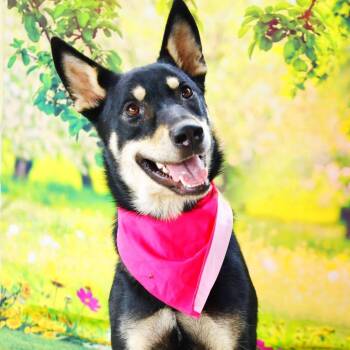 Rescue Husky and Shepherd Dogs for Adoption in Austin, Texas - Luna JuM | PetCurious