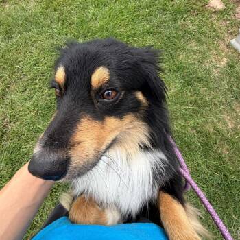King Arthur -  Australian Shepherd Dog Available for Adoption in Houston, Texas - King Arthur | PetCurious