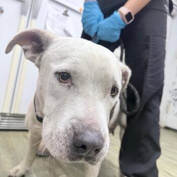Cash -  Mixed Breed Dog for Adoption in Summerville, South Carolina - Cash | PetCurious