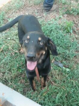 Jordan -  Hound and Mixed Breed Dog for Adoption in Zimmerman, Minnesota - Jordan | PetCurious