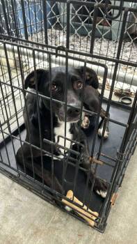 Rescue American Staffordshire Terrier Dogs for Adoption in Lawrenceville, Illinois - Rosie | PetCurious