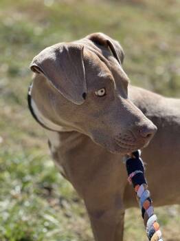 Rescue Weimaraner and Pit Bull Terrier Dogs for Adoption in Salamanca, New York - Ginger | PetCurious