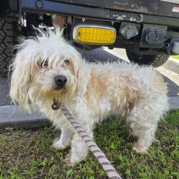 Poodle and Mixed Breed Dogs Available for Adoption - PRINCE | PetCurious