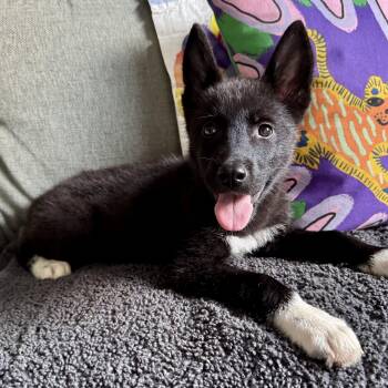 Parton -  Husky and Akita Dog for Adoption in Richmond, Virginia - Parton | PetCurious