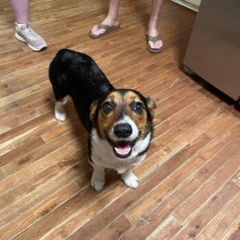 Miss Tegan -  Pembroke Welsh Corgi and Corgi Dog for Adoption in Triana, Alabama - Miss Tegan | PetCurious