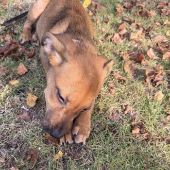 Beatrice -  Mixed Breed Dog for Adoption in Auburn, Alabama - Beatrice | PetCurious