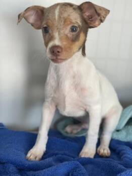 Rescue Chihuahua and Terrier Dogs for Adoption in Dallas, Texas - Brees | PetCurious