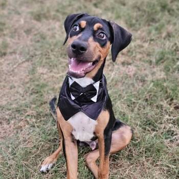 Rescue Doberman Pinscher Dogs for Adoption in Kempner, Texas - Bingo | PetCurious