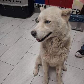 Siberian Husky Dogs Available for Adoption in Lufkin, Texas - Balto | PetCurious