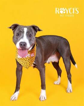 A122477 -  Pit Bull Terrier Dog for Adoption in West Valley City, Utah - A122477 | PetCurious