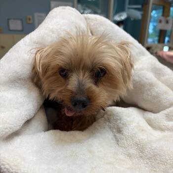 The Beefster -  Mixed Breed Dog for Adoption in Chattanooga, Tennessee - The Beefster | PetCurious