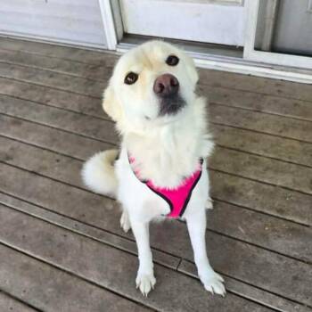 Luna -  Shepherd and Labrador Retriever Dog for Adoption in Shorewood, Illinois - Luna | PetCurious