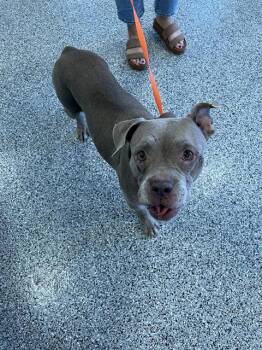 MOM -  Mixed Breed Dog for Adoption in Palmetto, Florida - MOM | PetCurious