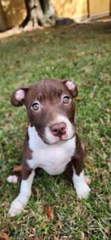 Rescue Mixed Breed Dogs for Adoption in Taycheedah, Wisconsin - Athletic "socks | PetCurious