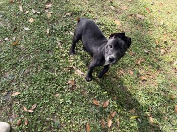 Pit Bull Terrier Dogs Available for Adoption in Semmes, Alabama - Giselle  | PetCurious