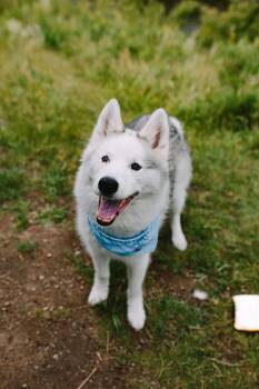 GEMINI -  Mixed Breed Dog for Adoption in Toronto, Ontario - GEMINI | PetCurious