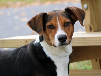 Rescue Mixed Breed Dogs for Adoption in Charles Town, West Virginia - Rosie | PetCurious