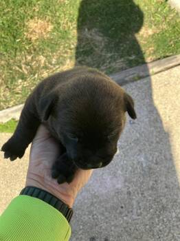 Mixed Breed Dogs Available for Adoption - JOY | PetCurious