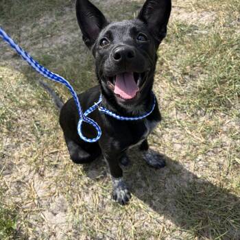 Pip -  Australian Cattle Dog Blue Heeler Dog for Adoption in Lorida, Florida - Pip | PetCurious