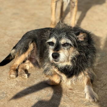 Rescue Wire Fox Terrier Dogs for Adoption in Chico, California - RONNY ROO | PetCurious
