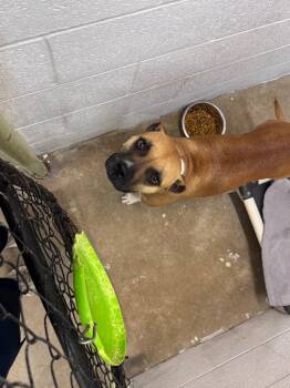 Rescue Boxer and Mixed Breed Dogs for Adoption in Morgantown, Kentucky - Daisy | PetCurious