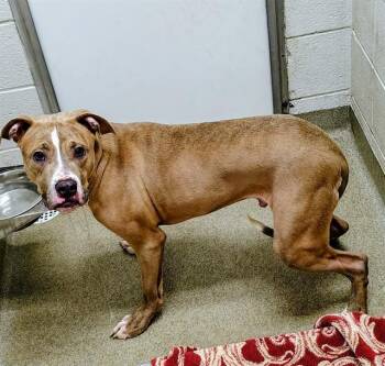 LOOFY -  Pit Bull Terrier and Mixed Breed Dog Available for Adoption in St. Louis, Missouri - LOOFY | PetCurious