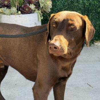 Rescue Doberman Pinscher and Labrador Retriever Dogs for Adoption in Camarillo, California - MORGAN | PetCurious