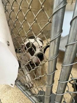 Rescue Mixed Breed Dogs for Adoption in Cincinnati, Ohio - Gort | PetCurious