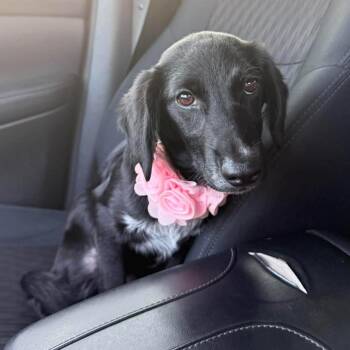 Cleo -  Labrador Retriever Dog for Adoption in Harlingen, Texas - Cleo | PetCurious
