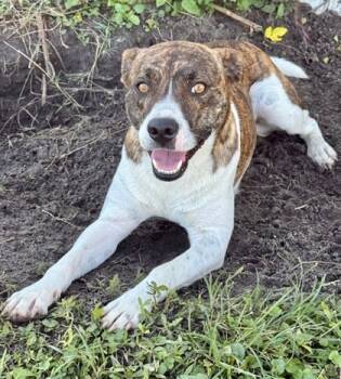 Rescue Mixed Breed Dogs for Adoption in Port St. Joe, Florida - Jack | PetCurious