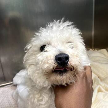 French Fry -  Poodle Dog for Adoption in Philadelphia, Pennsylvania - French Fry | PetCurious