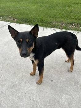 Rescue German Shepherd Dog Dogs for Adoption in Baton Rouge, Louisiana - Zipper (152242) (In A Foster Home) | PetCurious